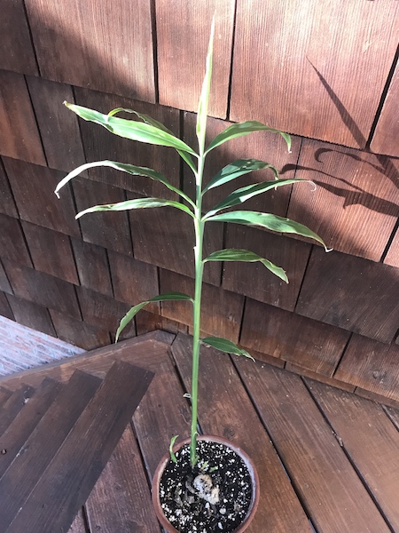 how-to-make-ginger-beer